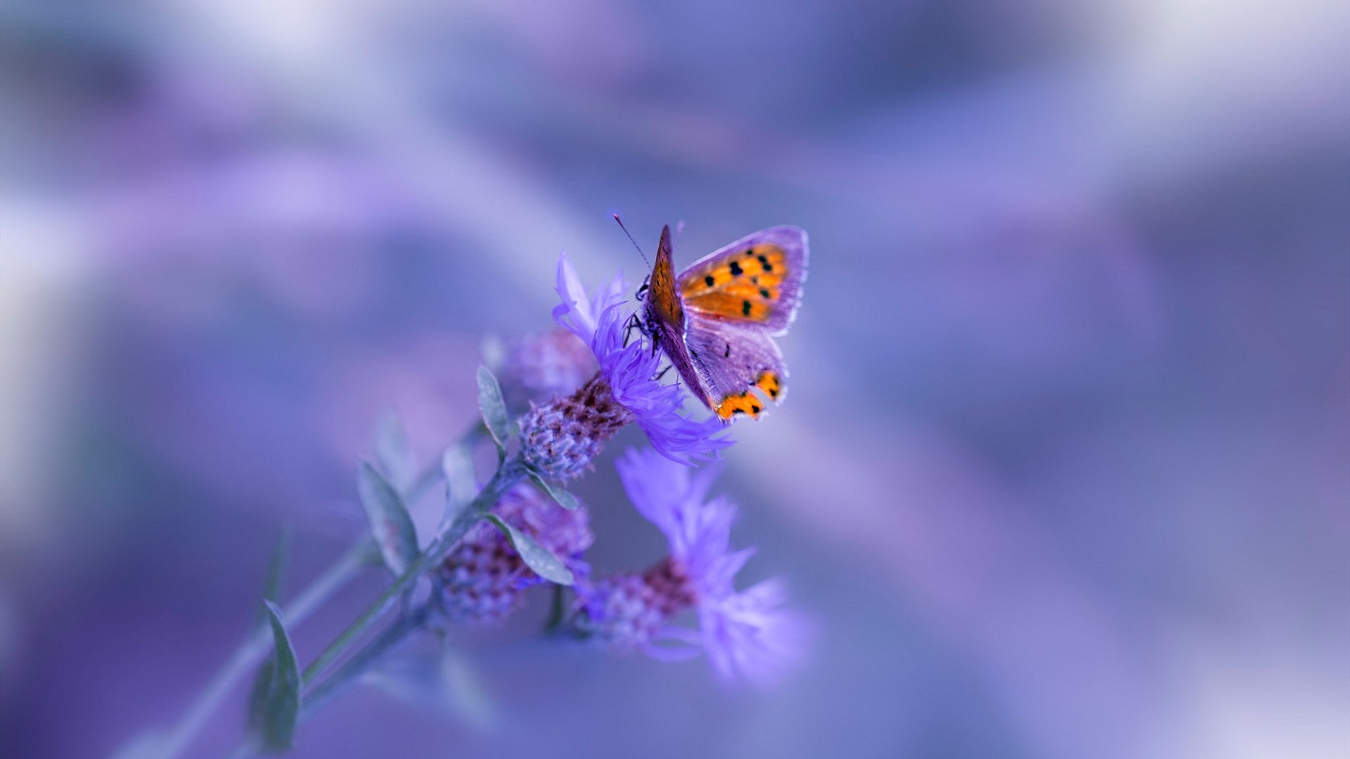 外线节奏拉开是否更利于突破球员冲击篮下，篮球外线进攻战术